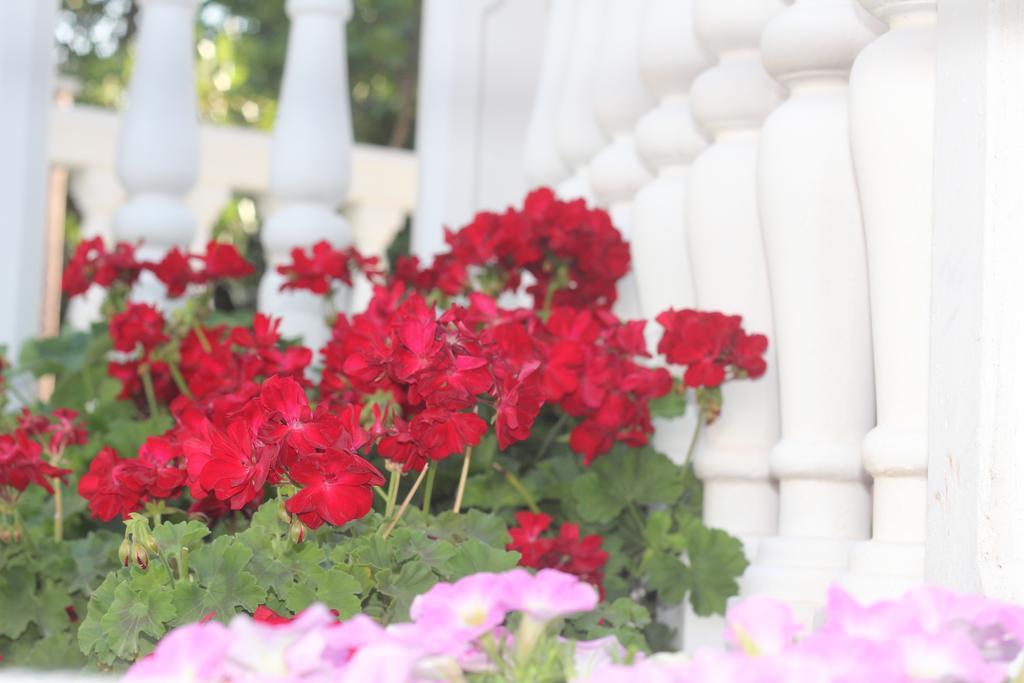 Villa Alla Bed And Breakfast Херцег Нови Екстериор снимка