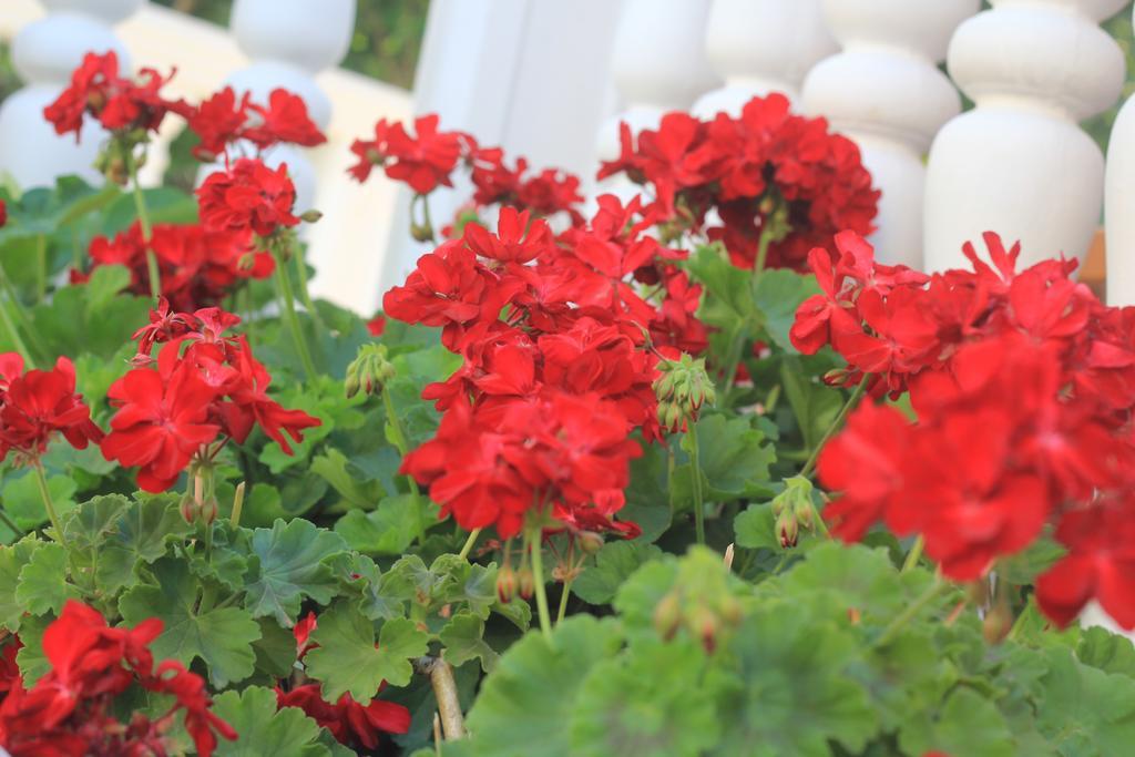 Villa Alla Bed And Breakfast Херцег Нови Екстериор снимка